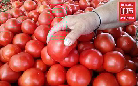 மதுரையில் உச்சத்தை தொட்டது ஒரு கிலோ தக்காளி...!அதிர்ச்சியில் பொதுமக்கள்