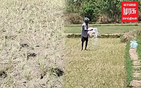 குறைந்த மேட்டூர் நீர் இருப்பு; பயிர்களுக்கு குடங்களில் தண்ணீர் எடுத்துச் சென்று ஊற்றும் அவலம்!