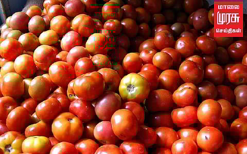படிப்படியாக குறைந்து வரும் தக்காளி விலை...! மக்கள் மகிழ்ச்சி..!