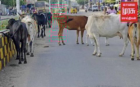 சிறுமியை மாடு முட்டியதன் எதிரொலி : 73 மாடுகள் பிடிக்கப்பட்டுள்ளது சென்னை மாநகராட்சி அறிவிப்பு!