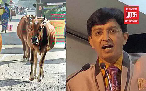 சென்னையில் மாடு உரிமையாளர்களை கணக்கெடுக்கும் பணி தொடக்கம்; ஆணையர் தகவல்!