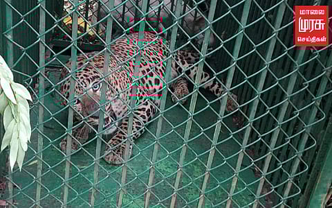 திருப்பதி; மீண்டும் ஒரு சிறுத்தை சிக்கியது!