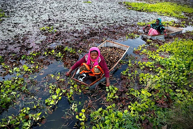 उत्तर प्रदेश के कानपुर में एक तालाब से पानी में उगने वाली सब्जी को निकालते ग्रामीण, ये श्रमिक 5-6 घंटे काम करने के बाद रोजाना लगभग 250 रुपये कमाते हैं