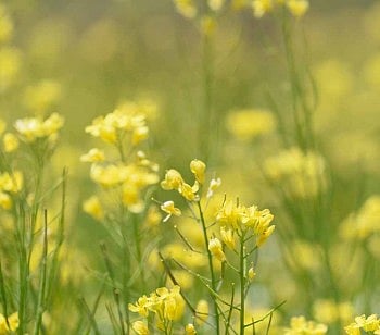 Lies, Lies And More Lies