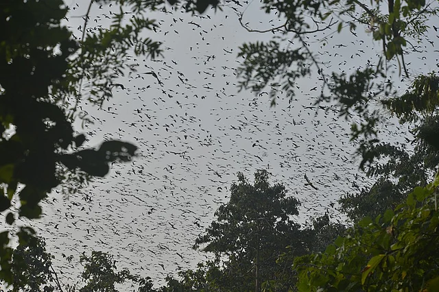 Nearly 1.5 lakh migratory Amur falcons flock to Pangti every winter