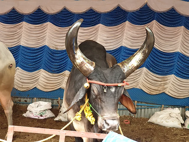 A Madhya Pradesh speciality, Kankrej Bull, on display at the fair 