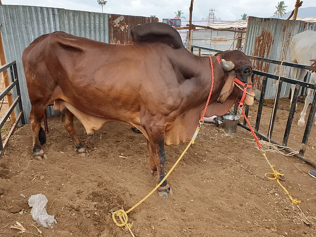 A Gir bull at the cattle fair. 