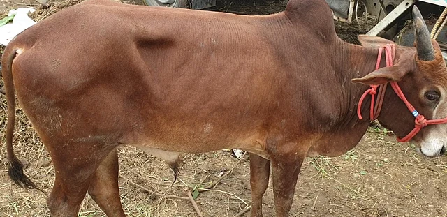 The 2-1/2-foot Thanjavur Kuttai breed exhibited at the cattle fair. 