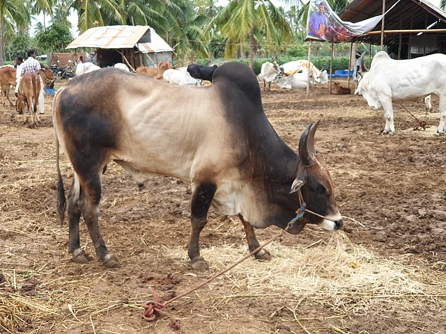 A Kangayam bull, bred for jallikattu, was up for sale at Rs 200,000 at the fair. 
