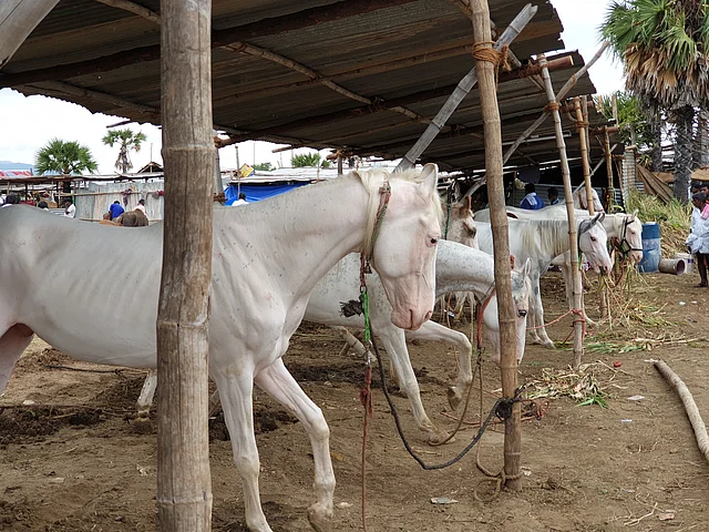 Kathiyawadi white colour horses up for sale at the fair. 