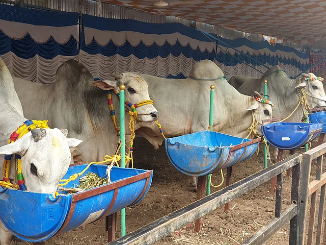 These Ongole bulls on display were a popular attraction at the Anthiyur cattle fair. 