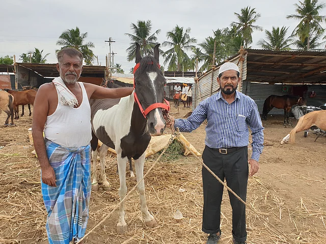 Amanullah Khan with his Kathiyawadi two-year-old mare Laila at the Anthiyur cattle fair. 