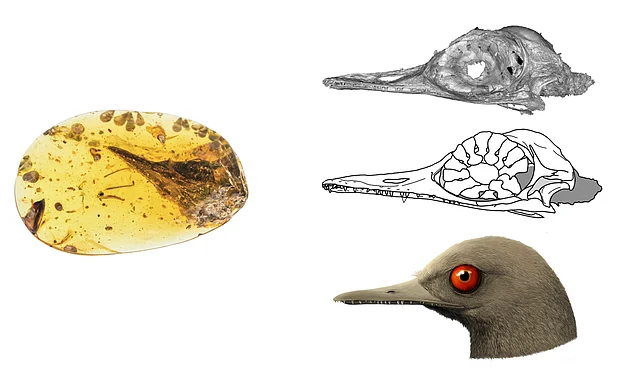 Trapped inside the amber 99 millions years ago - the ‘smallest dinosaur’ gets a reconstruction.