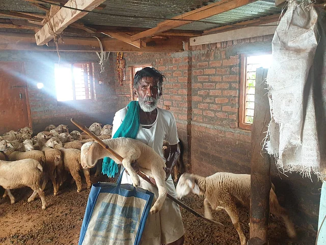 Kaamegowda with his sheep