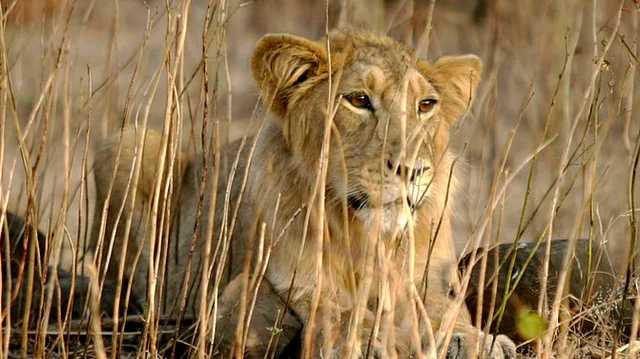 An Asiatic lion rests in Gir forest. 