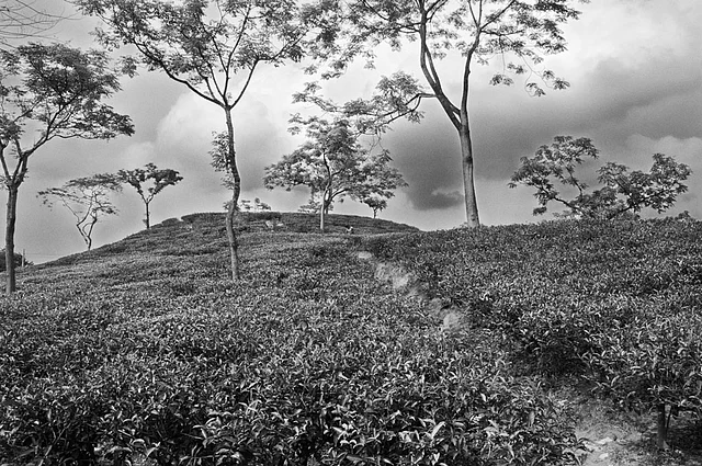 Glimpse of the Malnichura Tea Estate near Sylhet town. (Photo: Smita Sharma)