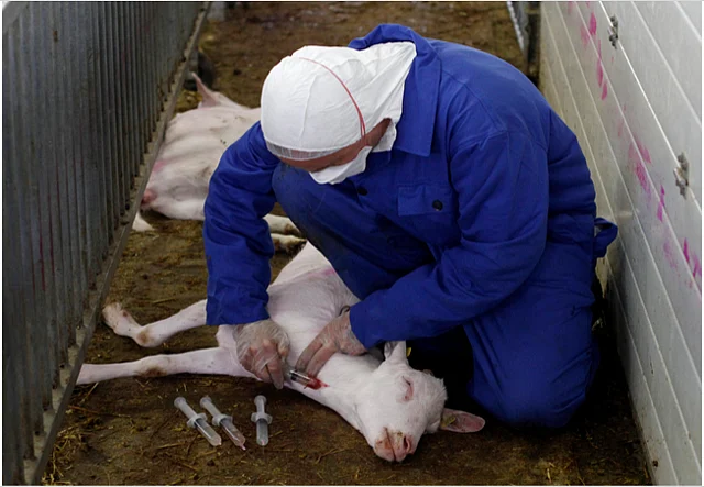 Antibiotics make cattle gain 10% more weight than they otherwise would (Photo: Reuters)