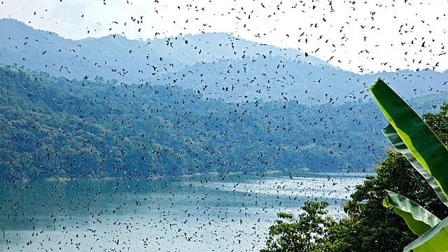 A flock of Amur falcons fly over the Doyang reservoir in Nagaland. (Photo Courtesy: Ramki Sreenivasan/<b>The Quint</b>)