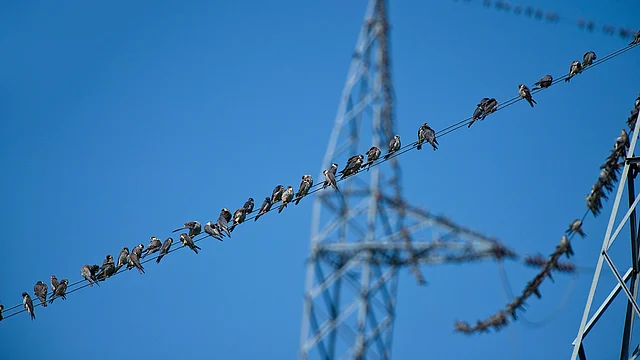 Amur falcons roost on an electric wire. (Photo Courtesy: Ramki Sreenivasan/<b>The Quint</b>)