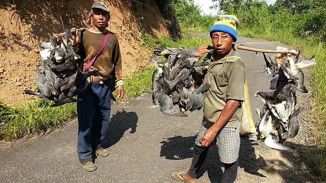 In the past, hunters would carry dead falcons on branches to market places. (Photo Courtesy: Ramki Sreenivasan/<b>The Quint</b>)