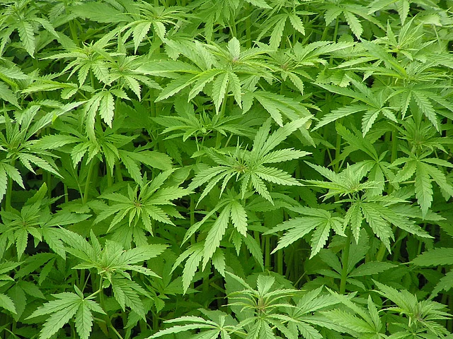 Hemp growing in Himachal Pradesh. (Photo Courtesy: BOHECO)