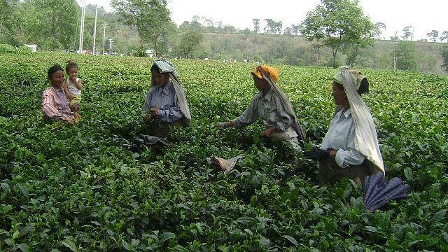 The tea industry is labour intensive and collectively employs around half-a-million people, including ancillary workers in West Bengal. (Photo: Sudipta Chanda)