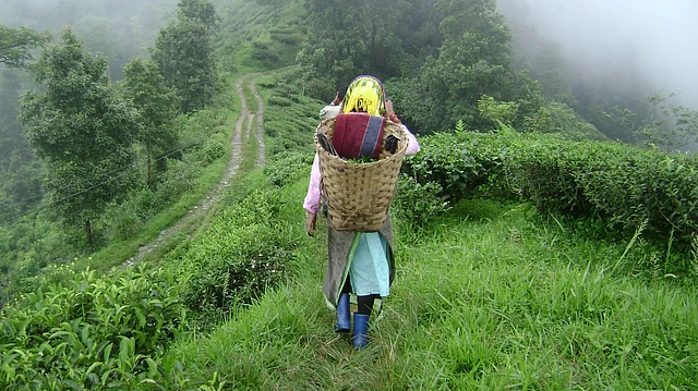 Of late, no week passes when a couple of premature deaths of tea workers is not reported from the ailing plantations in Bengal’s hills. (Photo: Sudipta Chanda)