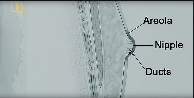 As compared to women, men have minimal breast tissue.