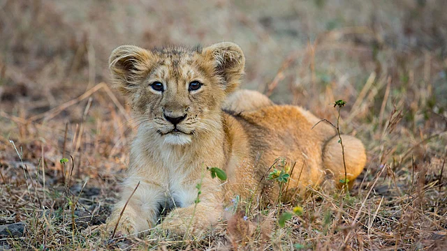 Around 30 percent of dead lions are cubs hardly a week to two years old.
