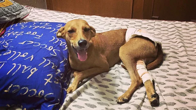 There continue to be numerous cases of cruelty against animals across the country. But, it is not for lack of stringent laws. (Photo: Facebook/<a href="https://www.facebook.com/hotelfordogsinchennai/photos/pcb.1092318287501228/1092318187501238/?type=3&theater">Hotel for Dogs</a>)