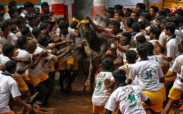Villagers try to control a bull during Jallikattu. (Photo: Reuters)
