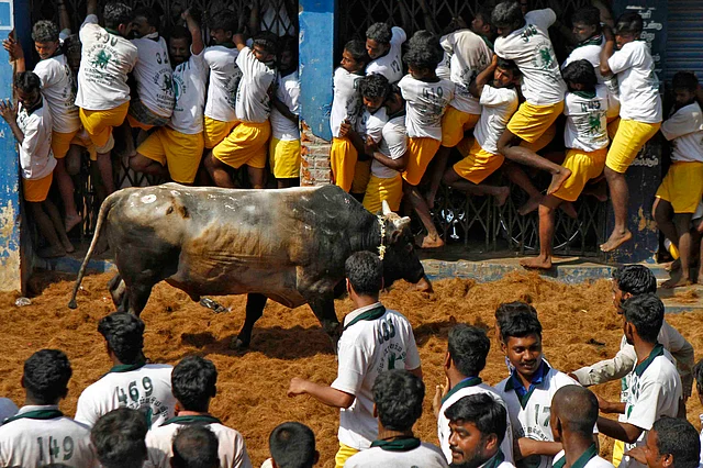 Villagers try to protect themselves from a bull during Jallikattu on the outskirts of Madurai town. (Photo: Reuters)