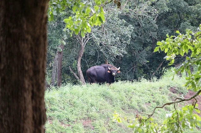 A lone Bison at BRT Wildlife Sanctuary.