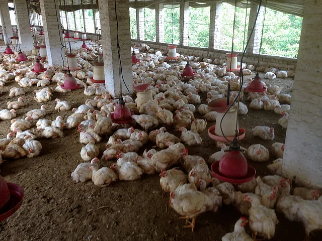 Over 67% of the farms surveyed were using antibiotics for growth promotion.