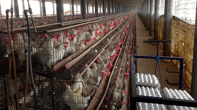 The study revealed that two-thirds of the poultry farms surveyed in Punjab were using antibiotics for growth promotion.