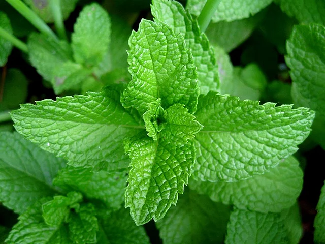 Mint’s strong odour helps open blocked airways, allowing relaxed breathing.