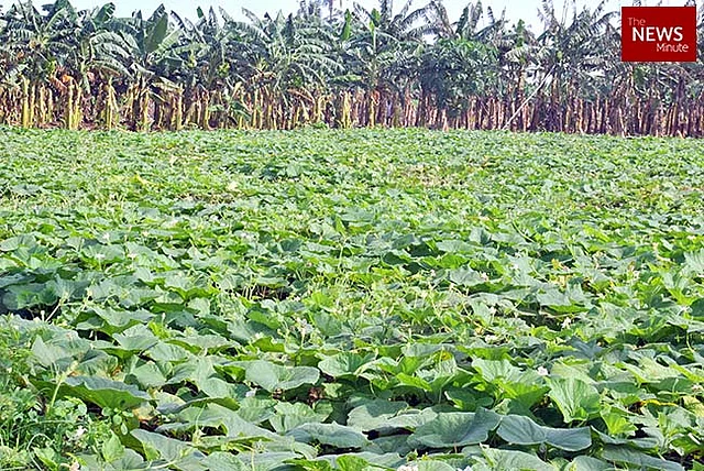 Most farms in the Krishna delta are multicropped. This farm grows ginger, bottle gourd, plantain and lemons