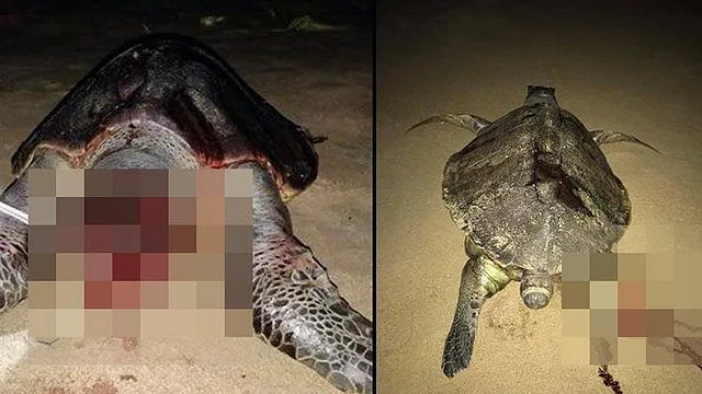 The plight of Olive Ridley turtles doesn’t seem to end.