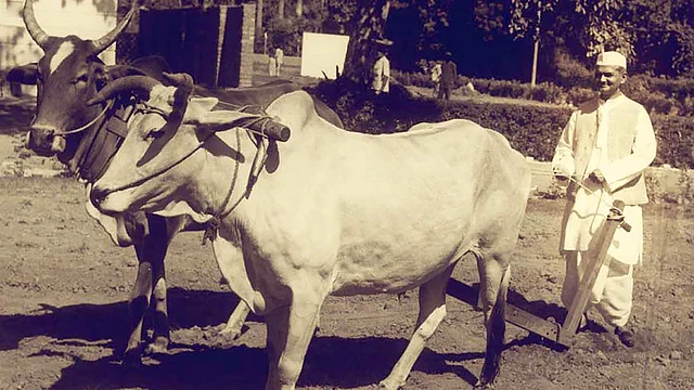 Lal Bahadur Shastri ploughing in Pradhan Mantri Awas lawn.
