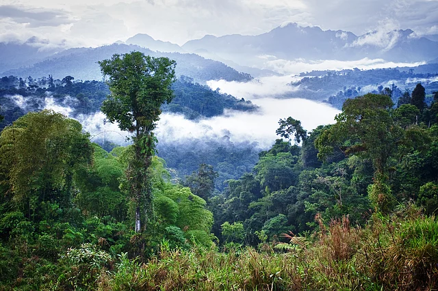 Ecuador Rainforest. 