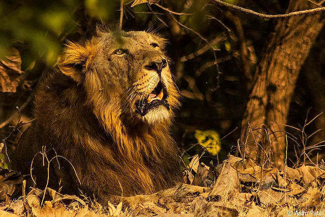 Gir Lion resting in the shade.