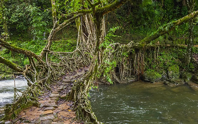 Living roots bridge over a river in Shillong, Meghalaya.
