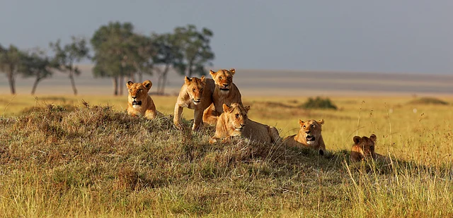 An African lion family.