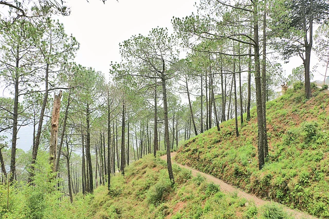 Abode of natural beauty Kasauli. 