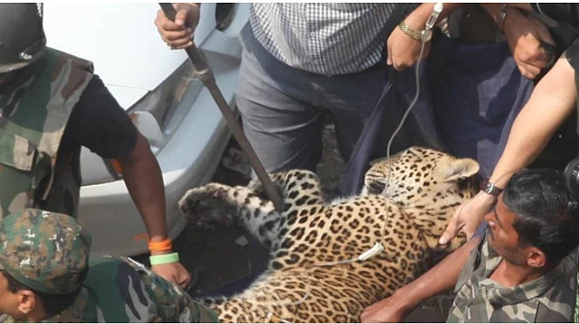 Photo for representation: Forest Department personnel rescue a leopard from a house in Mulund, Maharashtra.