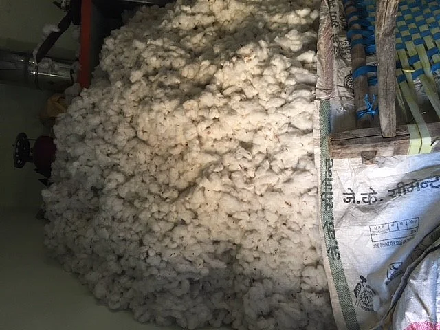 Cotton harvest at Radha’s house