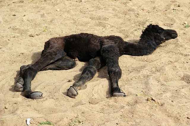 A week-old camel.