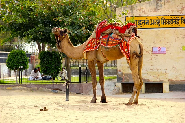 A fully grown camel.
