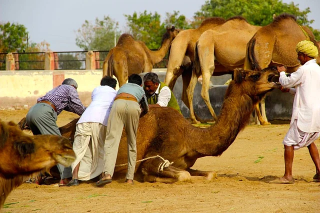 A group of gruff, mustachioed, turbaned men ran around, trying to play mid-wife.