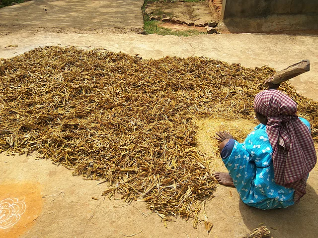 A woman threshes finger millet in Kalinga village. 